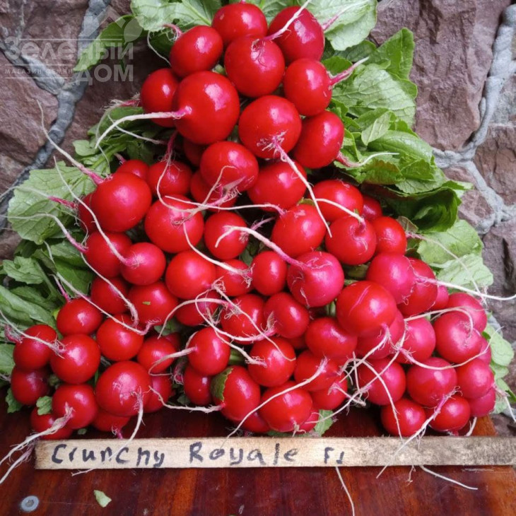 Кранч Роял F1 / Kranch Royal F1, 20 - 25 днів фото 5