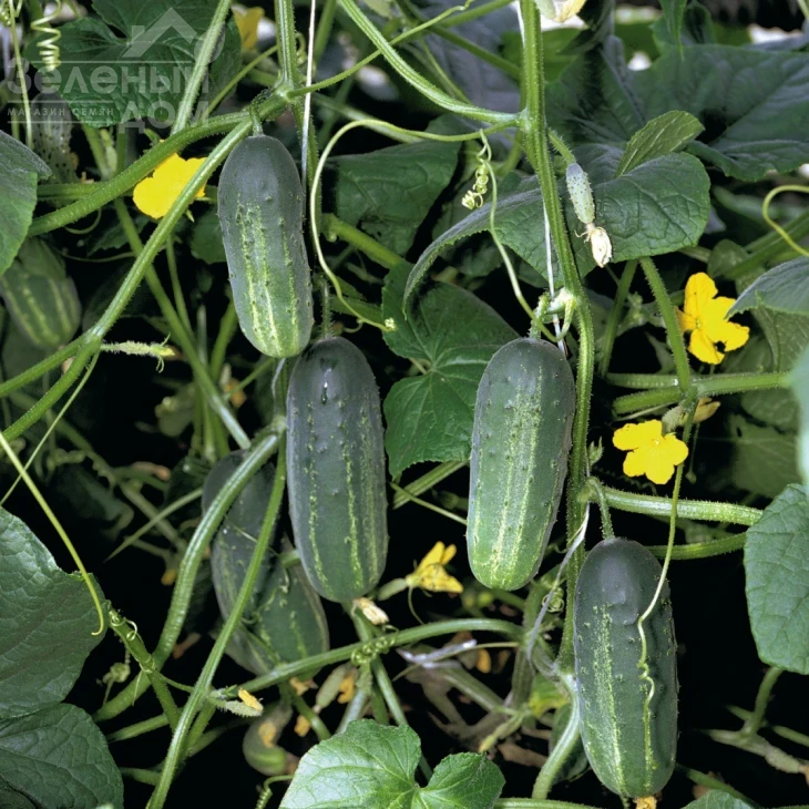 Аккорд F1 / Akord F1,40-45 дней фото 1