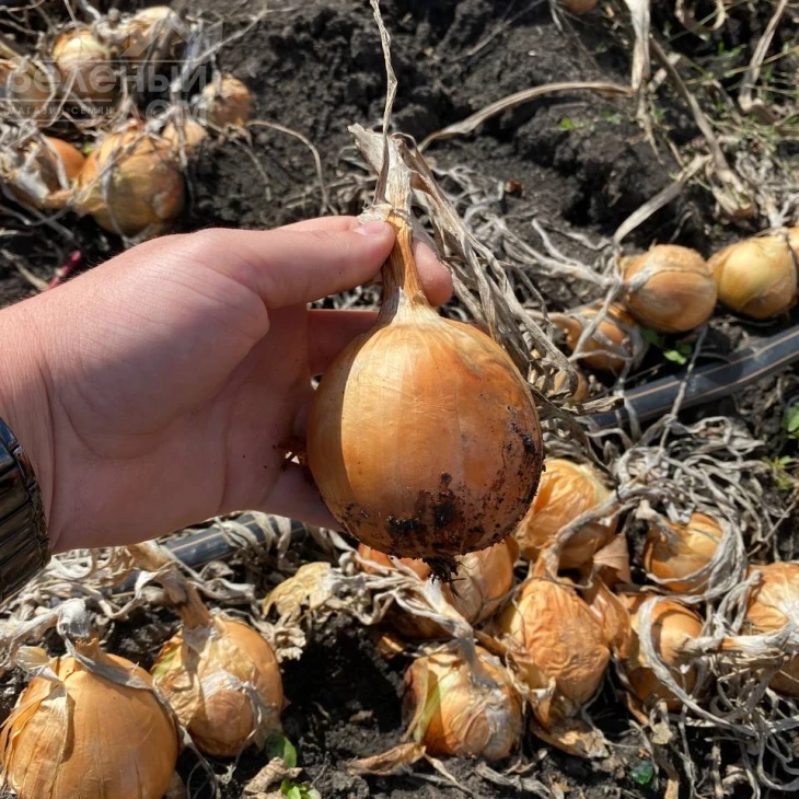 Торус F1 / Torus F1, 90-100 дней фото 1