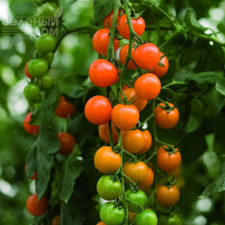 Торонжіна F1 / Toronjina F1 фото 1