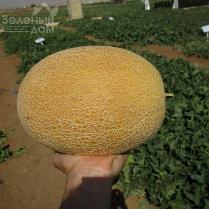 Милан F1 / Milan F1,67-70 дней фото 2