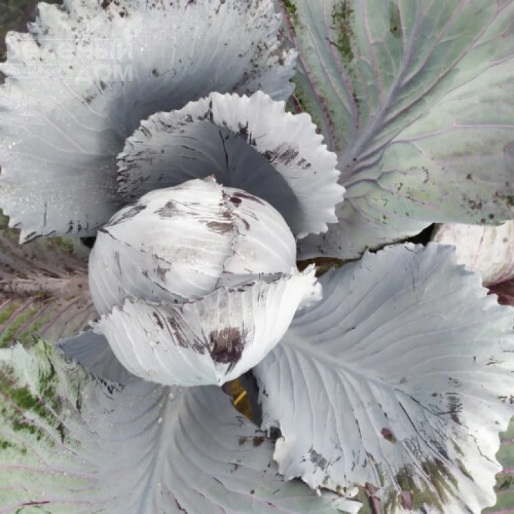 Техас F1 / Texas F1,120 дней фото 2