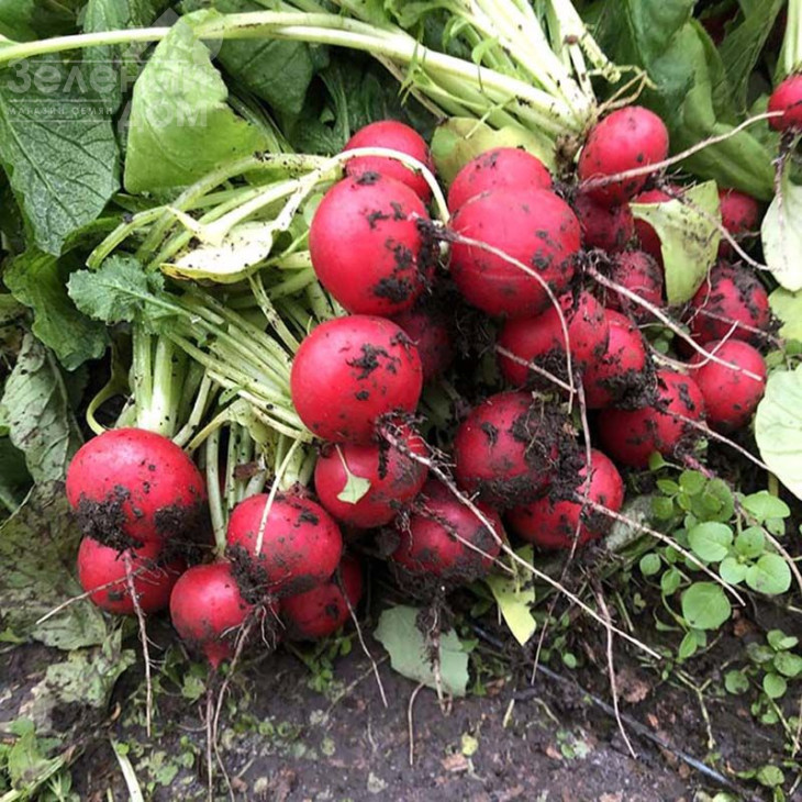 Марвел F1 / Marvel F1 фото 3