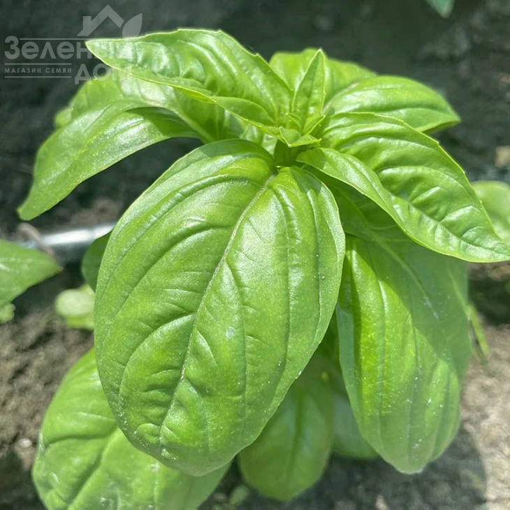 Грин Дом / Grin Dom фото 1