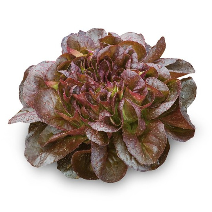 Гоген / Gaugin фото 1