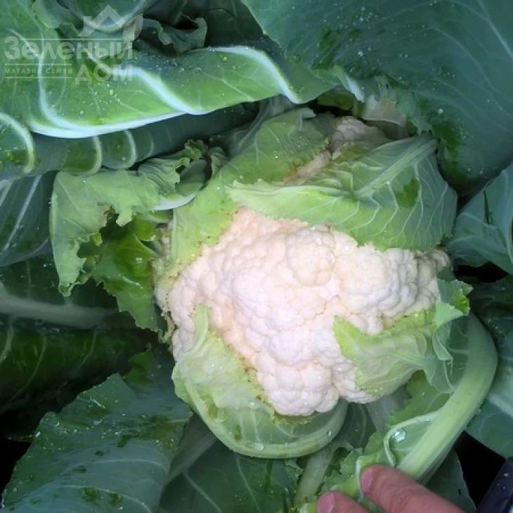 Новария F1 / Novaria F1,75-80 дней фото 2