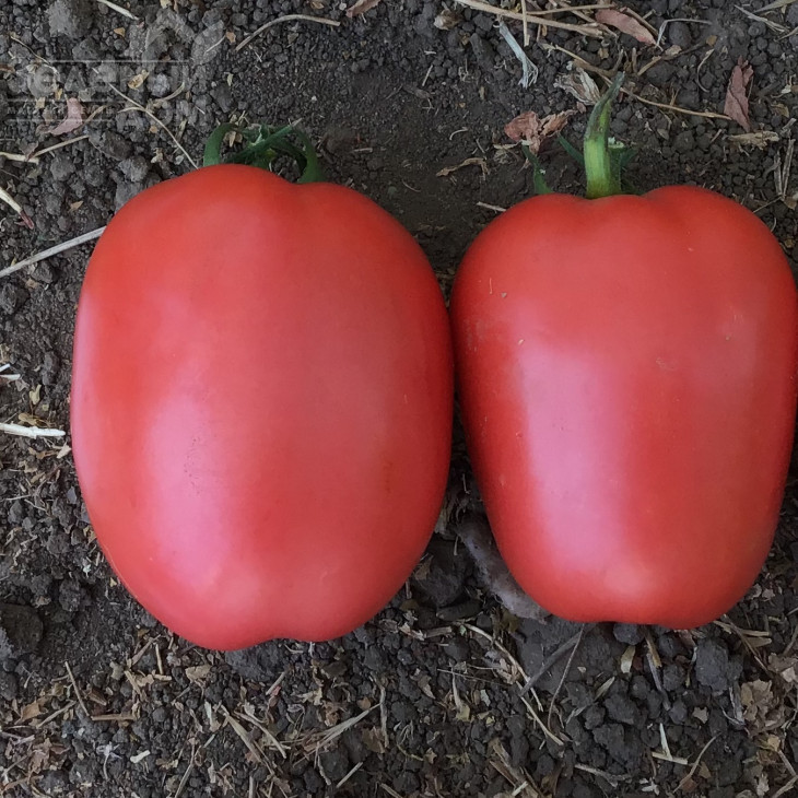 Конго F1 / Kongo F1, 65-70 днів фото 2