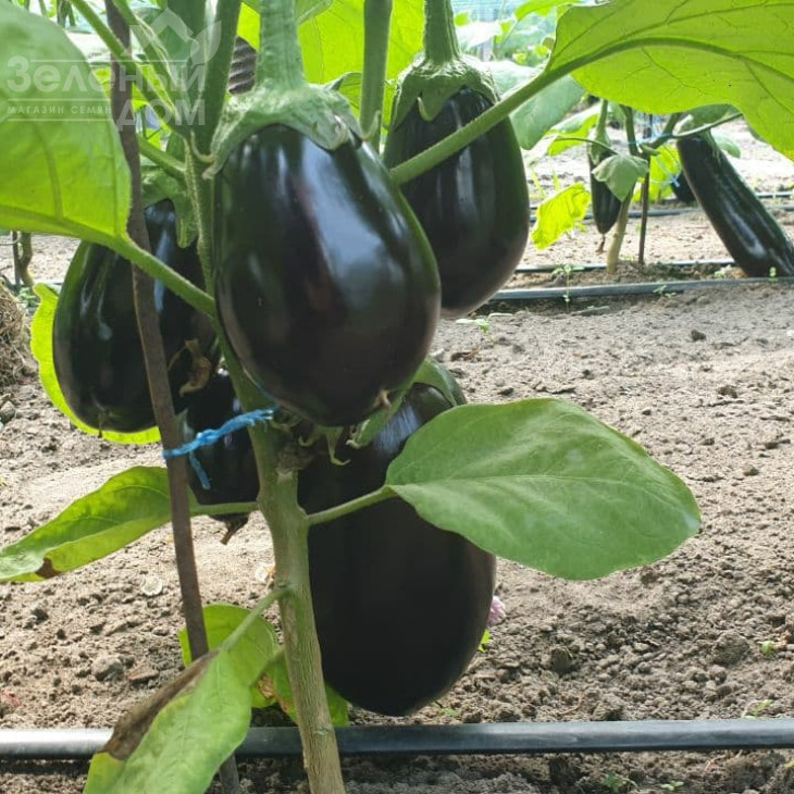 Рафаела F1 / Rafaela F1, 65 днів фото 6