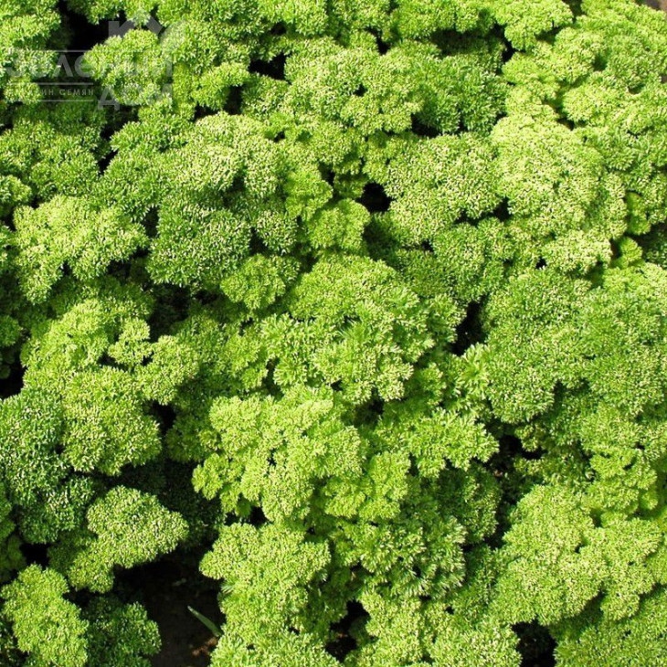 Кадерва / Kaderva, 70-80 днів фото 1