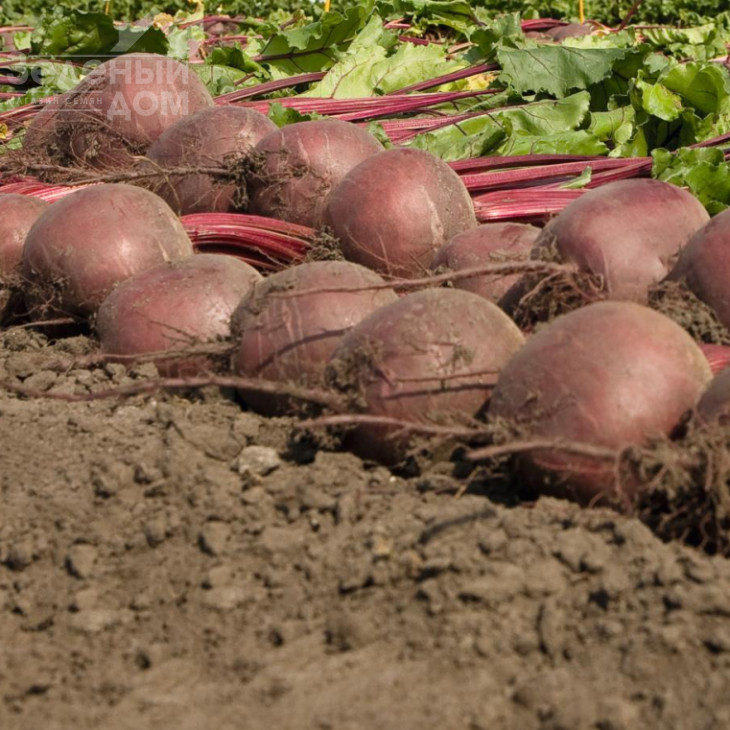 Боро F1 / Boro F1,115 днів фото 2