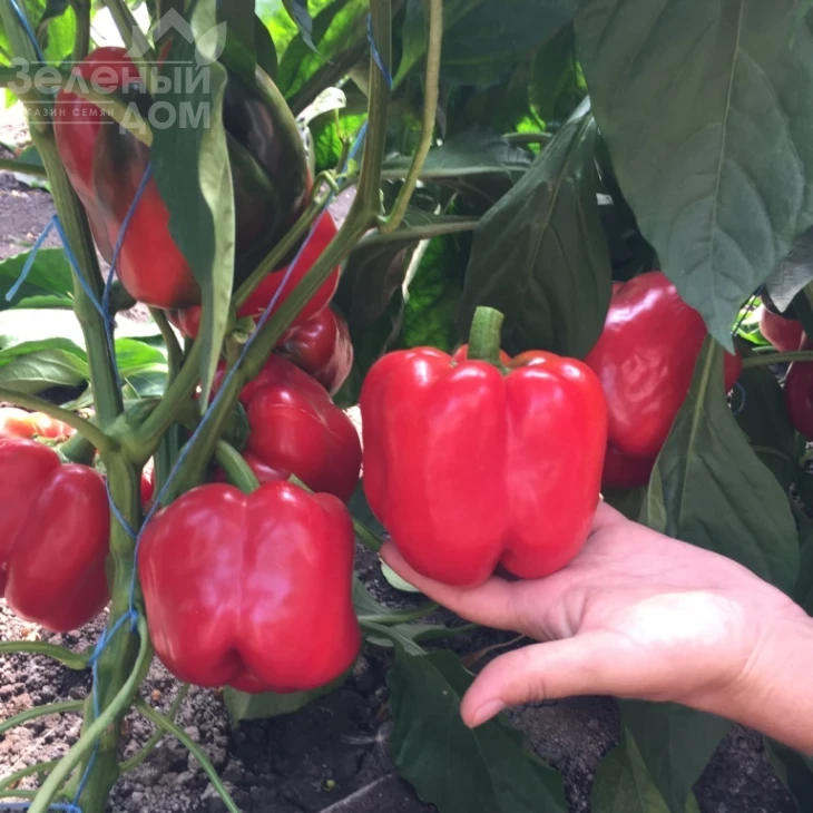 Аристотель F1 / Aristotel F1,70-75 дней фото 1