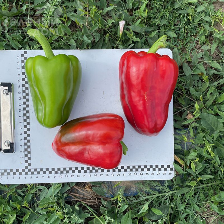 Кора F1 / Kora F1,60-65 днів фото 5