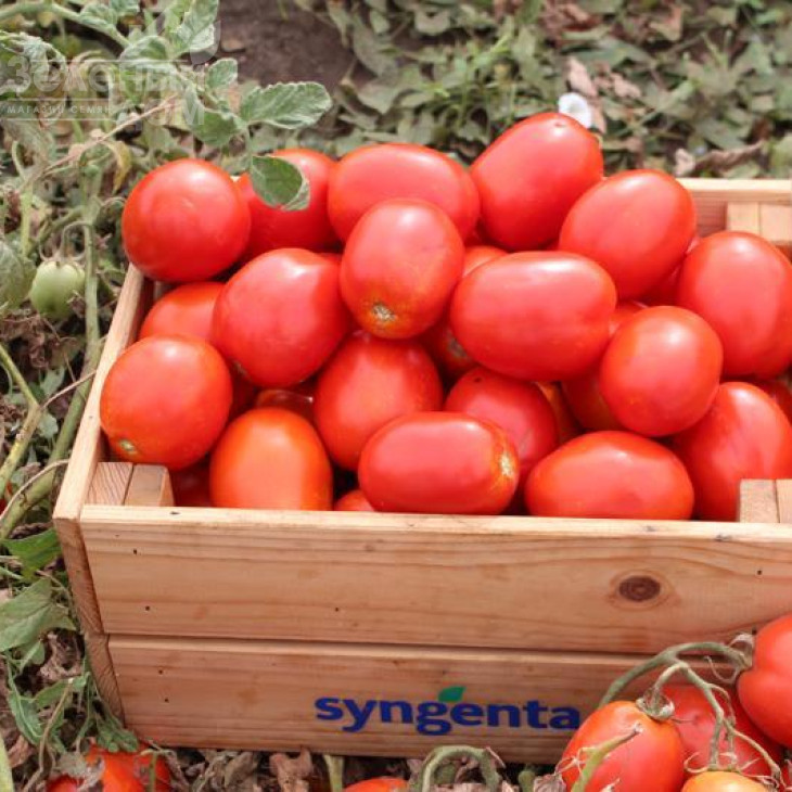 Брікстон F1 / Brikston F1, 75–80 днів фото 1