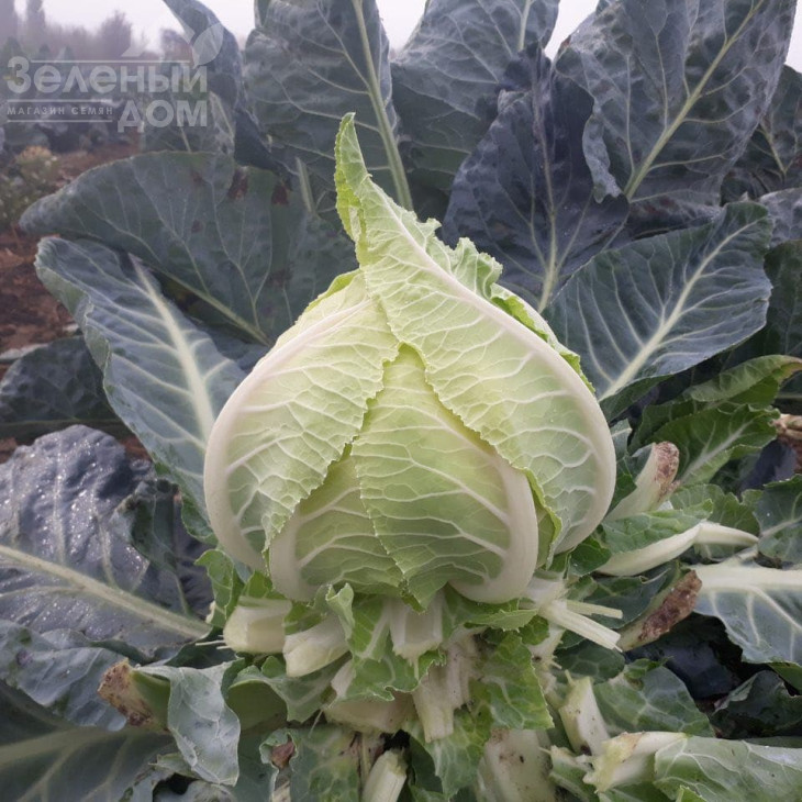 Ардент F1 / Ardent F1,80-85 днів фото 5