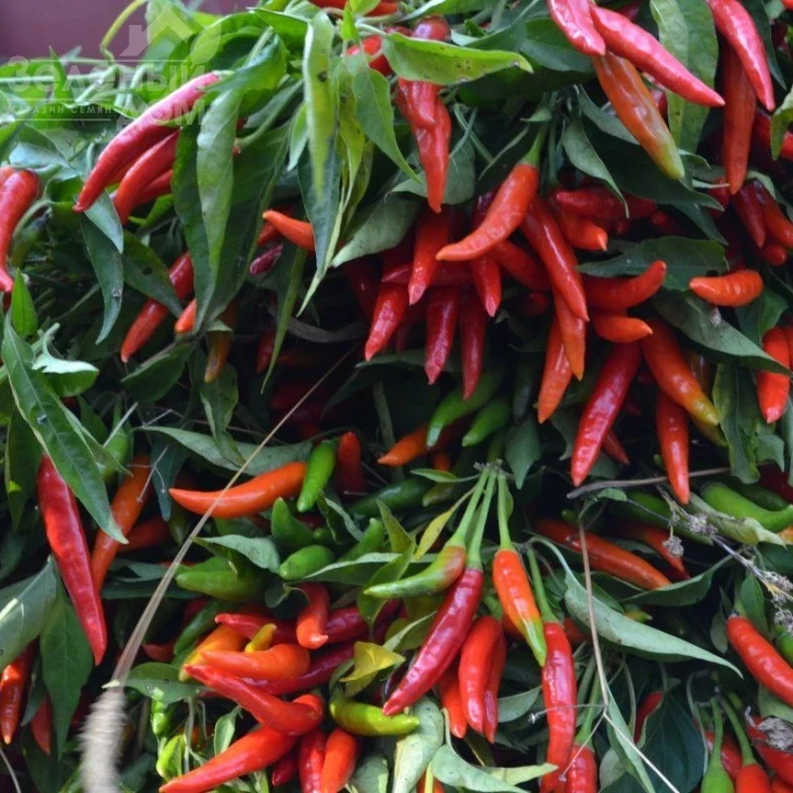 Хай Флай 2 F1 / High Fly 2 F1 фото 1