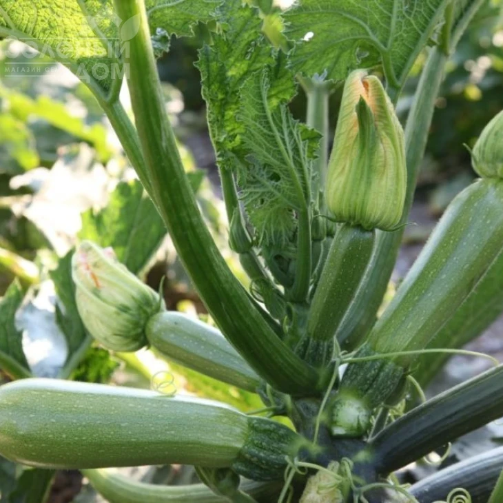 Рика F1 / Rika F1 фото 1