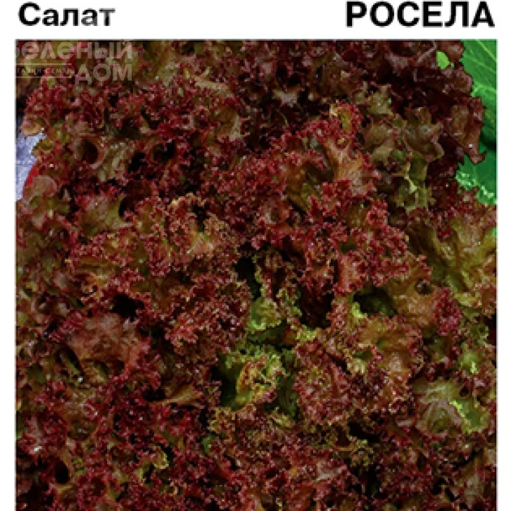 Роселла / Rosella фото 1