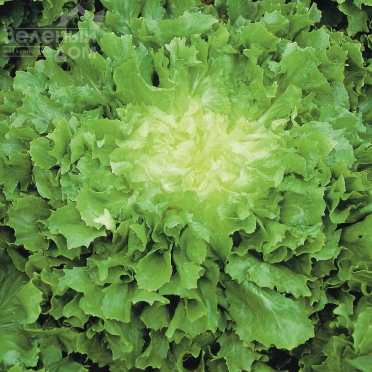 Куартана / Cuartana фото 3