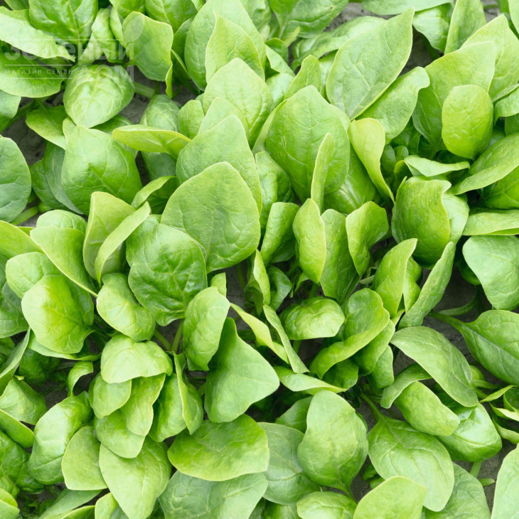 Рембрандт F1 / Rembrandt F1,58 днів фото 1