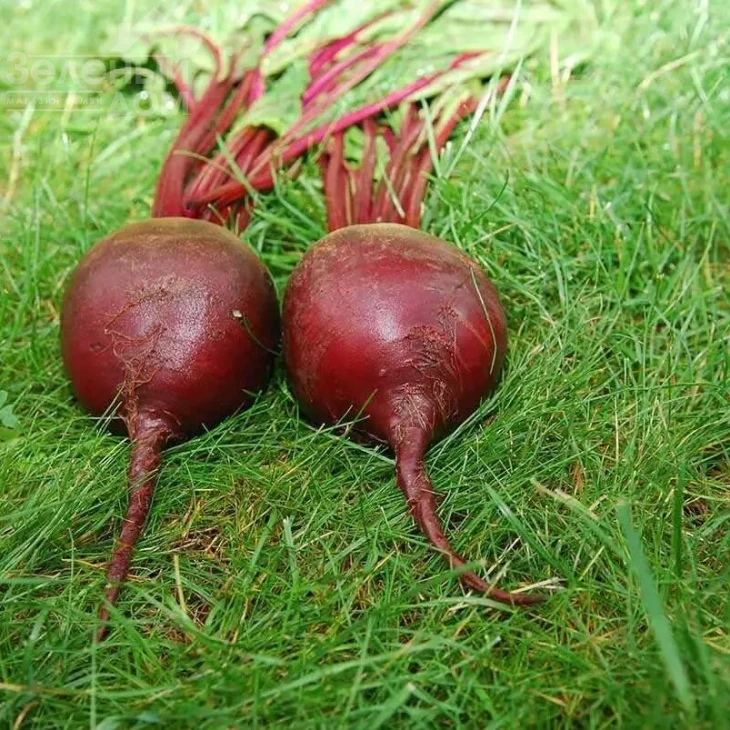 Ред Сан F1 / Red Sun F1,100-105 дней фото 2