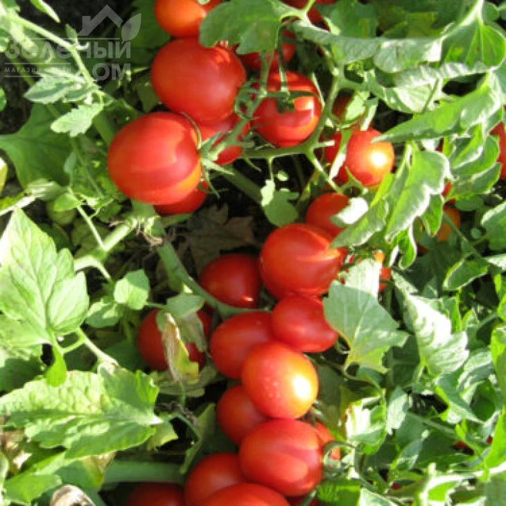 Боцман F1 / Bocman F1,90-95 дней фото 5