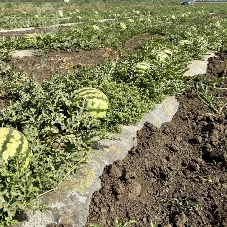 Соник F1 / Sonik F1,55–58 дней фото 2