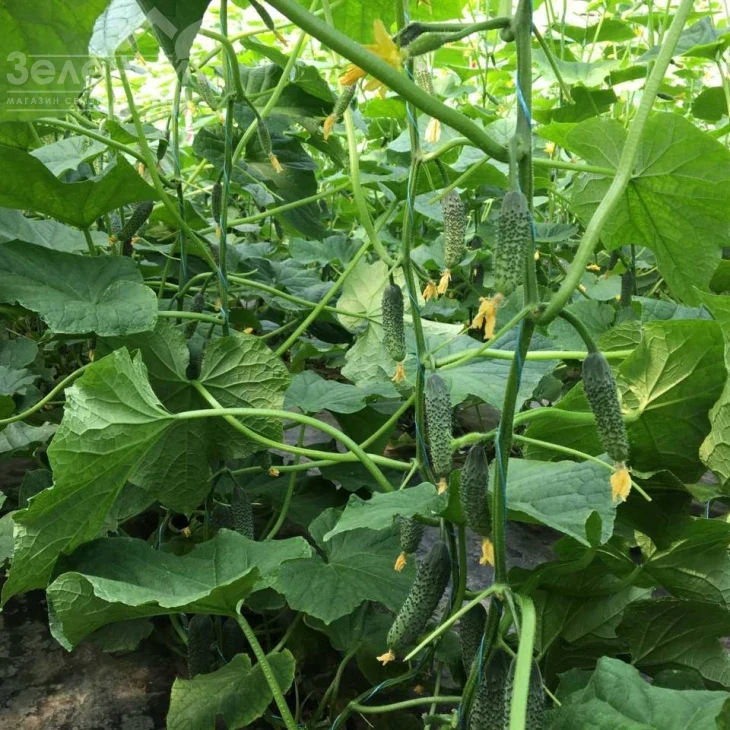 Георг F1 / Georg F1 фото 4