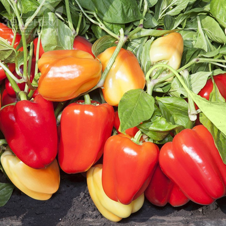 КС 3115 F1 / KS 3115 F1 фото 1