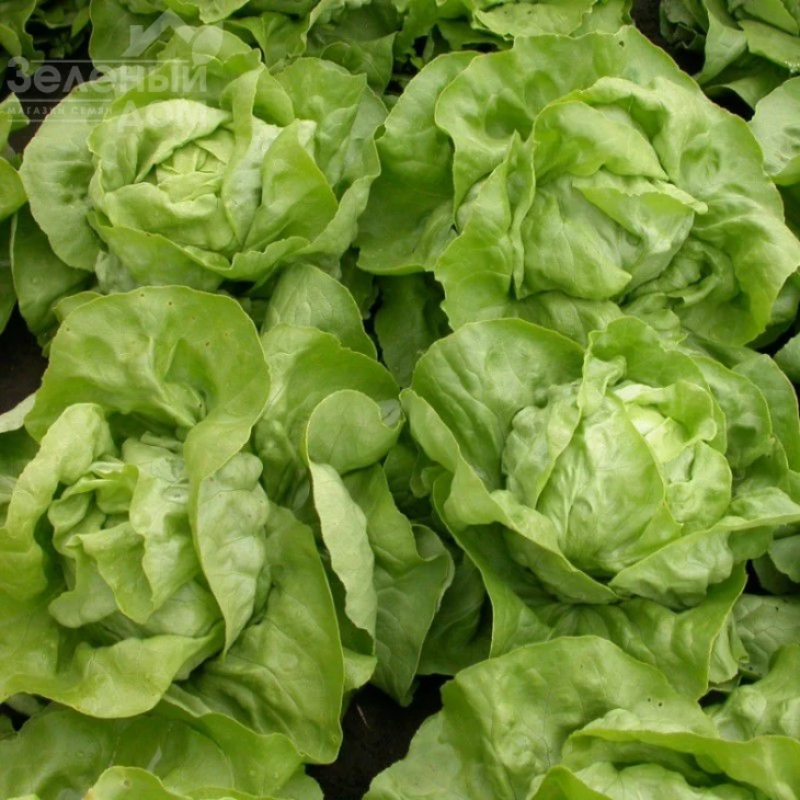 Меркурион / Merkurion фото 1