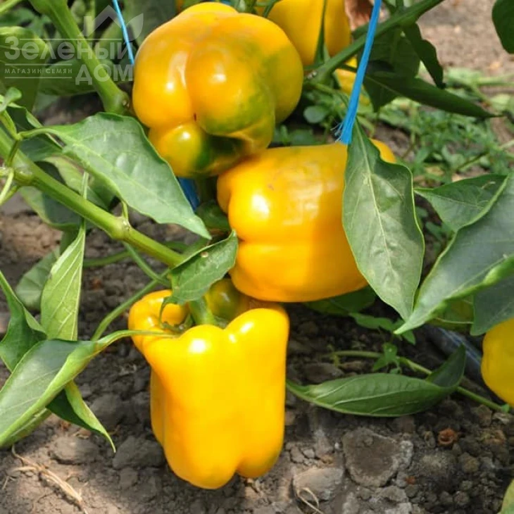 Гуалда F1 / Gualda F1 фото 1