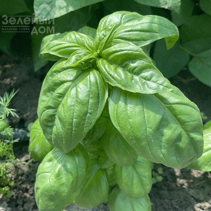 Грін Дом / Grin Dom фото 2