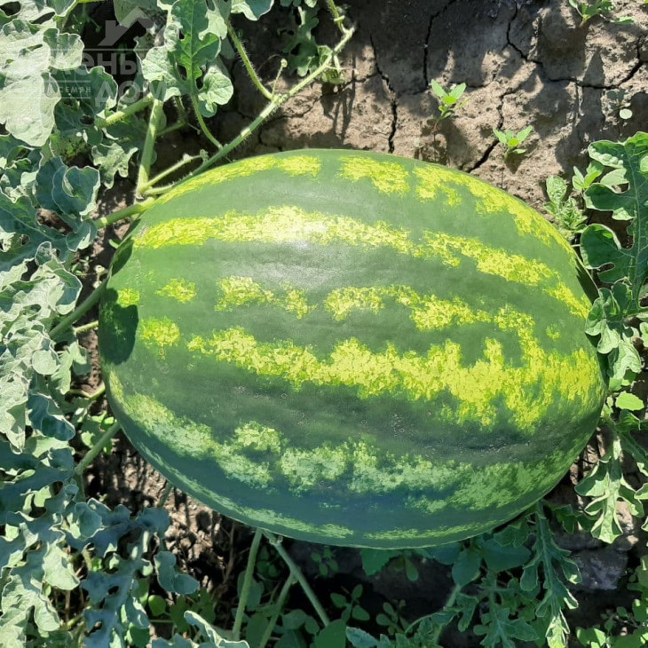 Галактика / Galaktika,63-65 днів фото 2