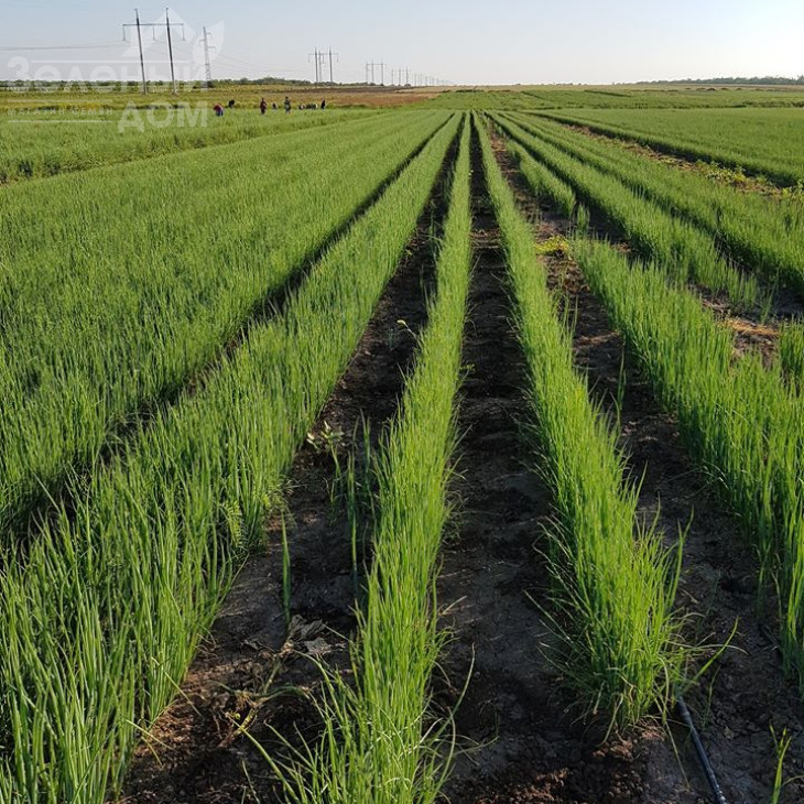 Кайгаро / Kaygaro,54 дні фото 4