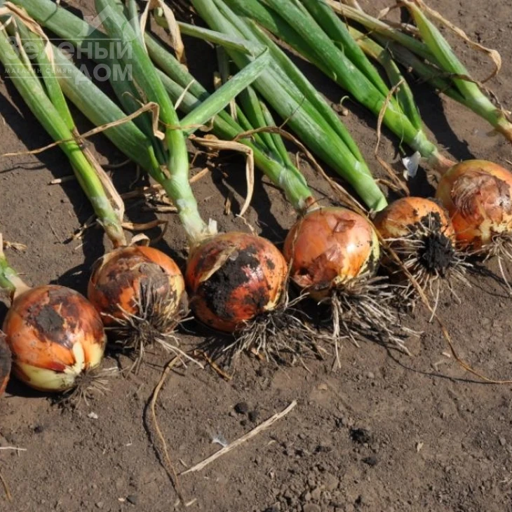 Голд Стар F1 / Gold Star F1, 120-125 дней фото 5