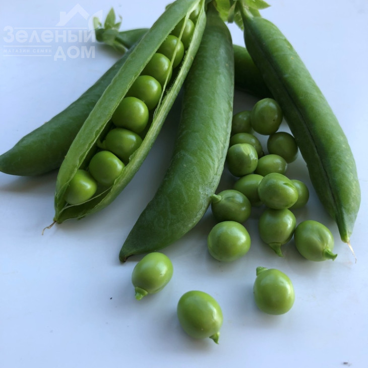 Кінгсайз / Kingsize, 50-55 днів фото 3