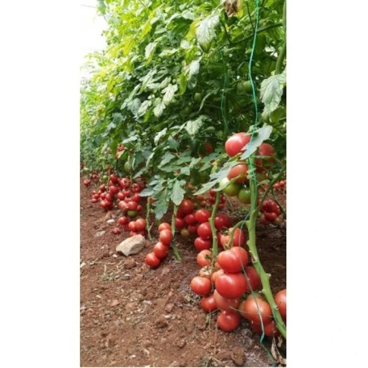 Барбара F1 / Barbara F1 фото 1