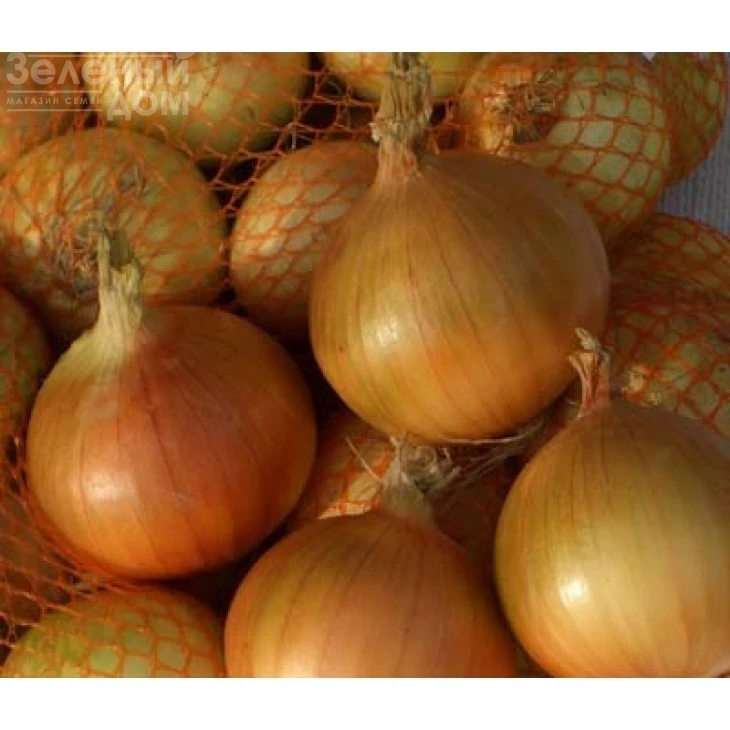 Пантер F1 / Panther F1,270-290 дней фото 1