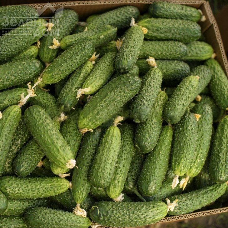 Солют (Абсолют) F1 / Solute (Absolute) F1,35 днів фото 2