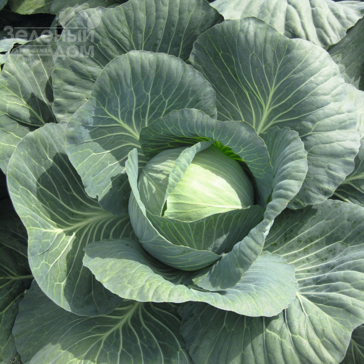 Джубілі F1 / Jubilee F1,130 днів фото 2