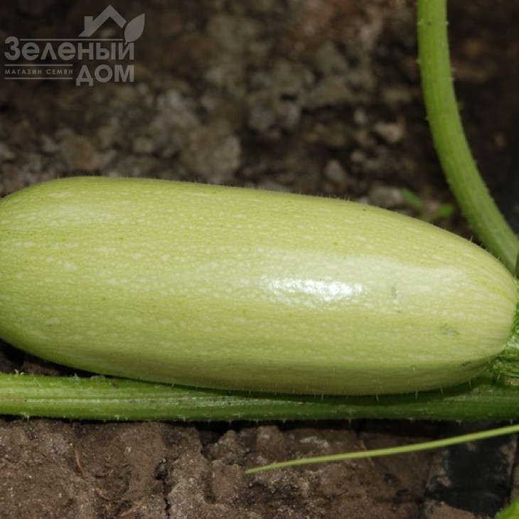 Асма F1 / Asma F1,40-45 днів фото 1