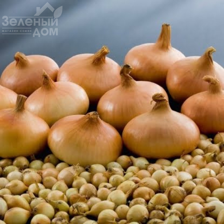 Штутгартер / Shtutharter, 110–120 днів фото 1