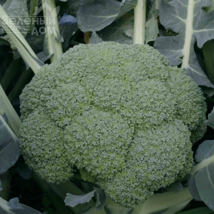 Квинта F1 / Quinta F1,80-85 дней фото 1