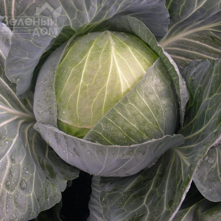 Менди F1 / Mendy F1 фото 1