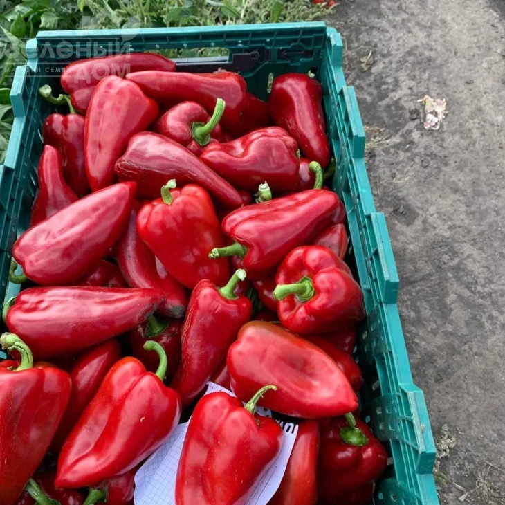 Ред Феррари F1 / Red Ferrari F1 фото 4