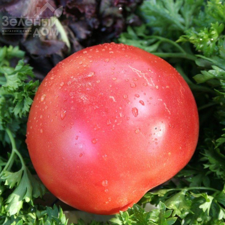 Малиновий дзвін / Malinovyi zvon, 93-95 днів фото 1