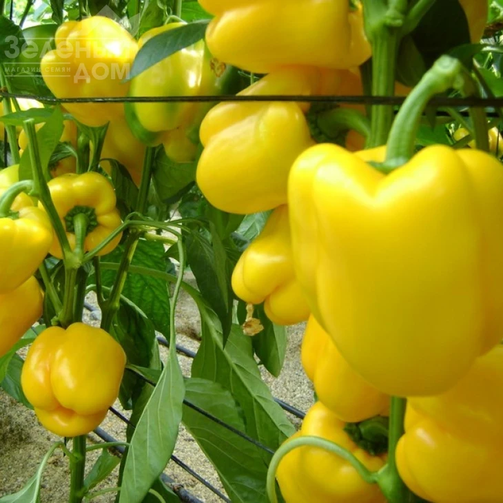 Девито F1 / Devito F1 фото 2