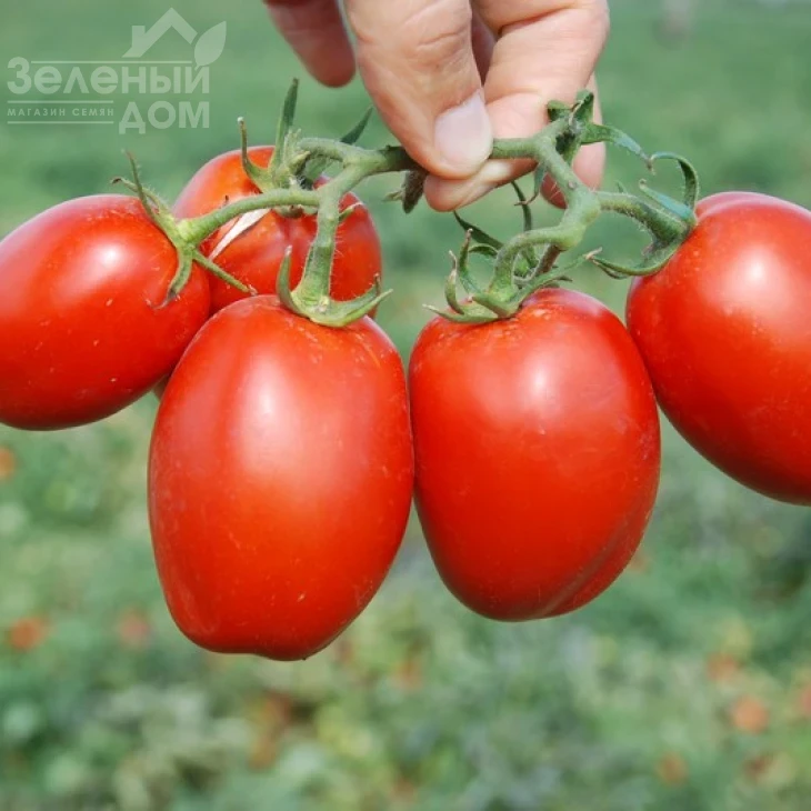 Пьетра Росса F1 / Petra Rossa F1,115 дней фото 3