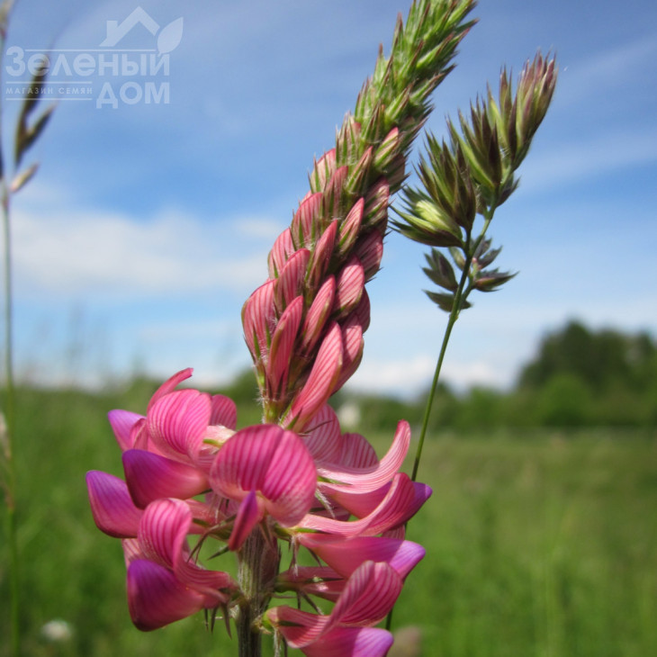 Еспарцет / Espartset фото 1