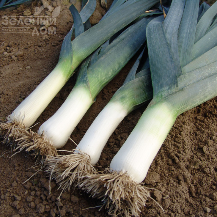 Тітус / Titus,155-165 днів фото 1