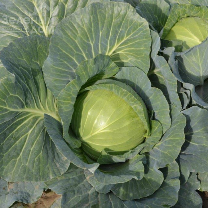 Монро F1 / Monro F1,100-110 днів фото 1